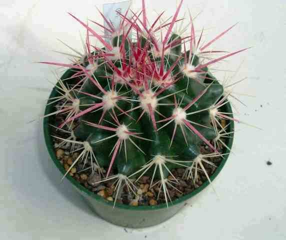 Ferocactus_pilosus